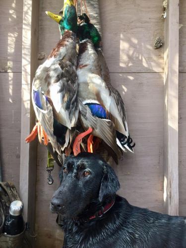 Braggin' Board Photo: ducks