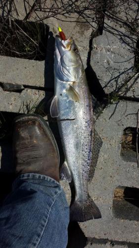 Braggin' Board Photo: speckled trout