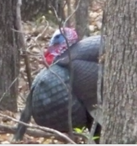 Braggin' Board Photo: Spring Gobbler