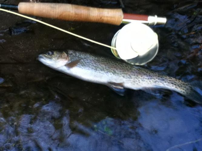 Braggin' Board Photo: Trout