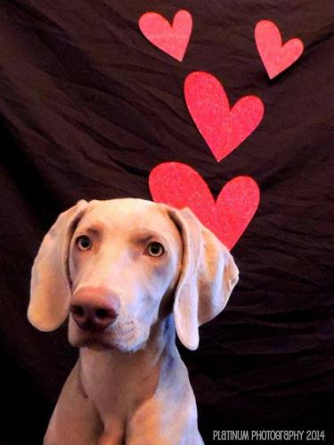 Braggin' Board Photo: Love Your Dog