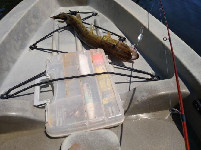 Braggin' Board Photo: Decent Pickerel: Kayak Fishing