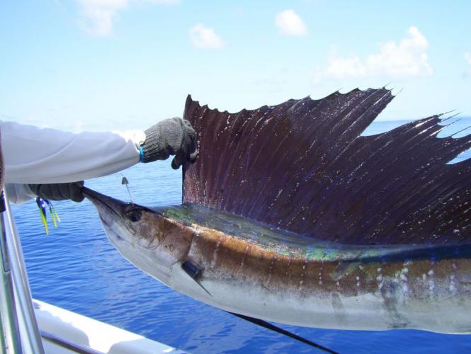 Braggin' Board Photo: Nice SAILFISH!!!