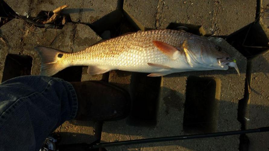 Braggin' Board Photo: My Red Catch of the Day