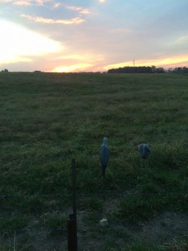 Braggin' Board Photo: Dove in the field