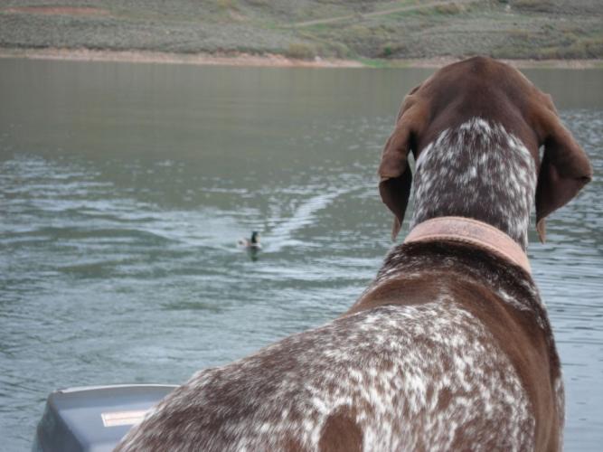 Braggin' Board Photo: Got My Eye On You Duck