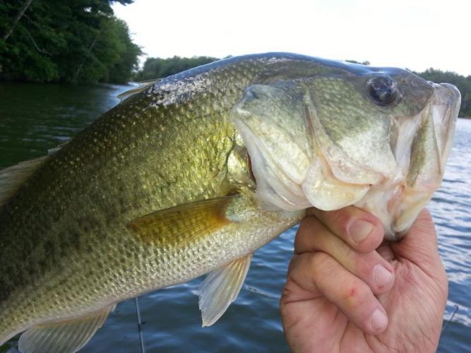 Braggin' Board Photo: large mouth cowan jerry