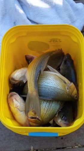Braggin' Board Photo: White Bass caught on Lake Adger