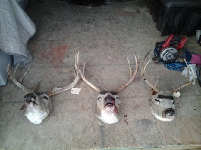 Braggin' Board Photo: Wall of Trophies