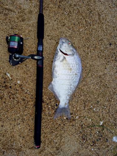 Braggin' Board Photo: Porgy Fish