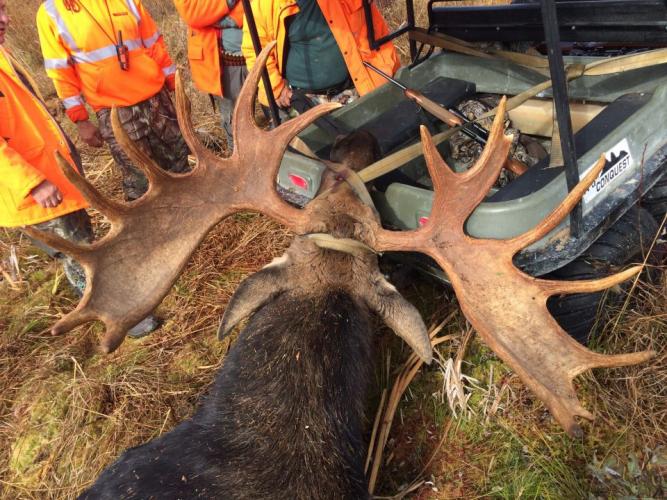 Braggin' Board Photo: Big Moose Bull