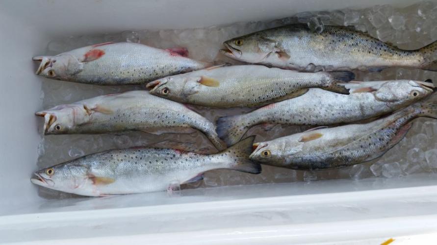 Braggin' Board Photo: Texas city dike trout
