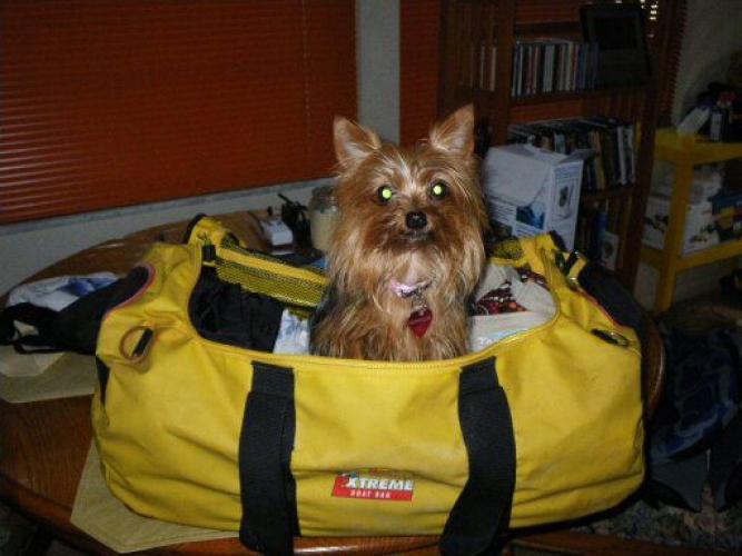 Braggin' Board Photo: Yorkie Brandi is going fishing