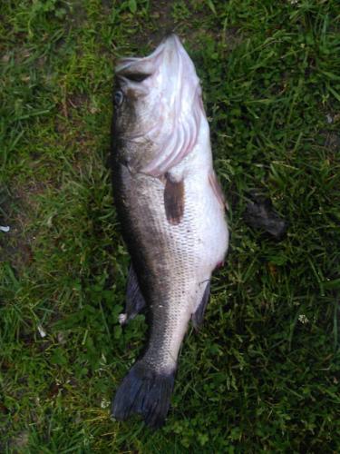 Braggin' Board Photo: Bass