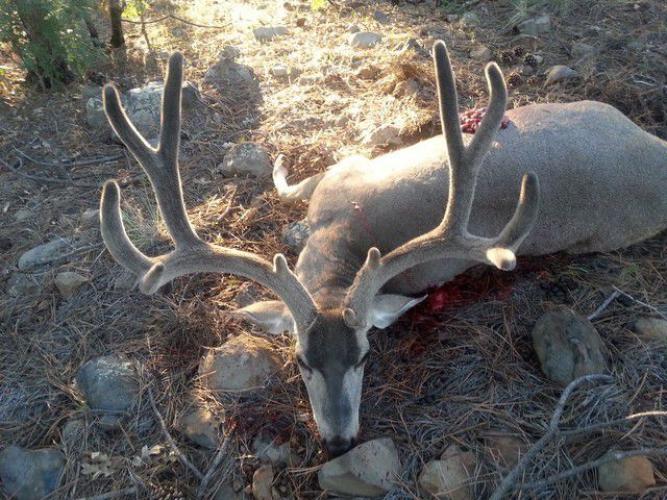 Braggin' Board Photo: Nice Buck