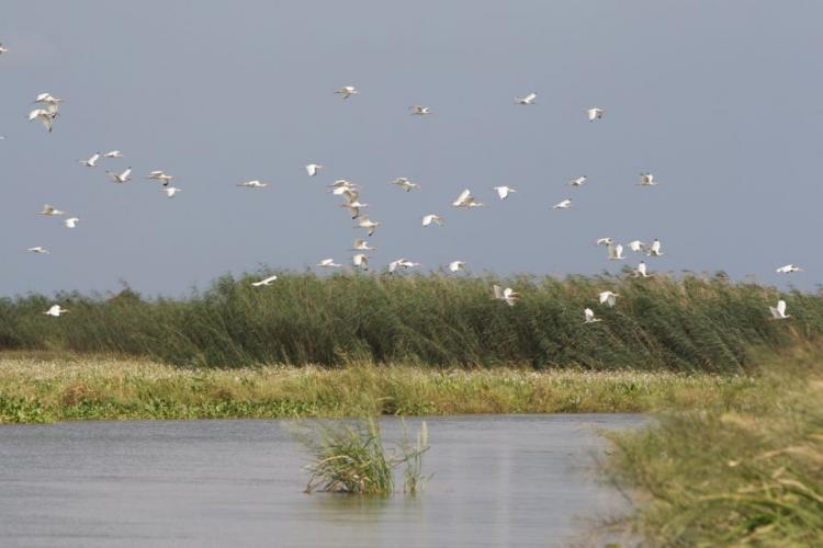 Braggin' Board Photo: Marsh Madness1856 Fishing