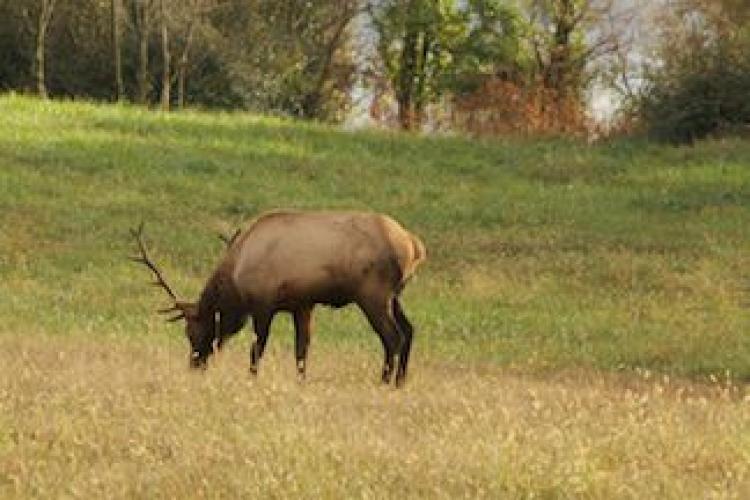 Braggin' Board Photo: TN Elk 1911