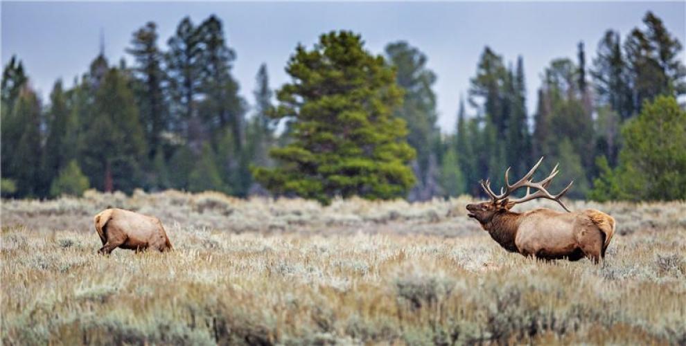 Braggin' Board Photo: elk WY bullyell1
