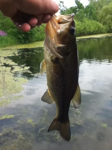 Braggin' Board Photo: Bass