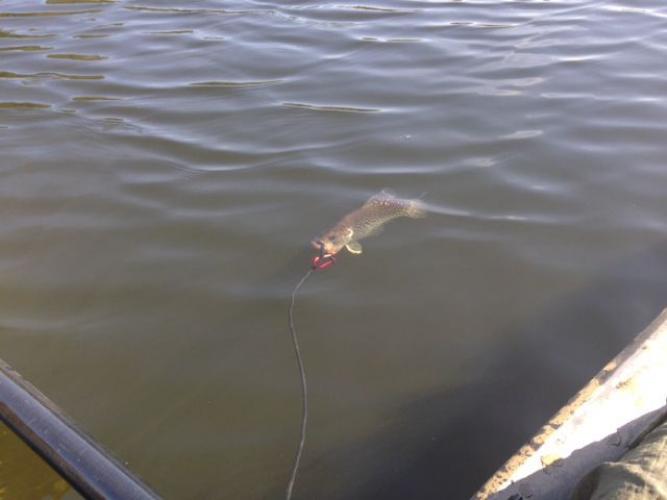 Braggin' Board Photo: Reeling in a Pike