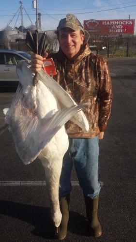 Braggin' Board Photo: Hunting Swans