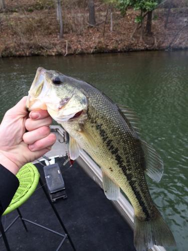 Braggin' Board Photo: Bass fishing