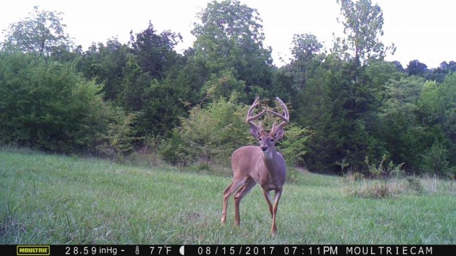 Braggin' Board Photo: Nice Buck