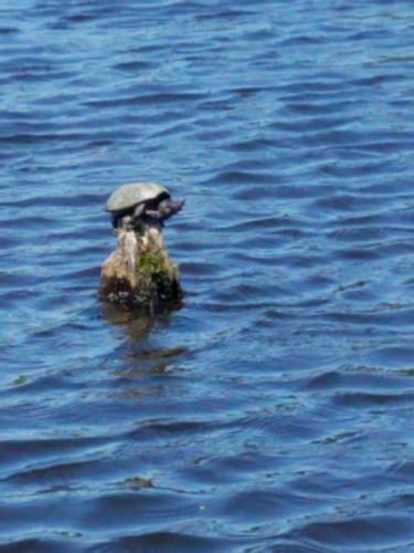 Braggin' Board Photo: King Turtle of the Stump