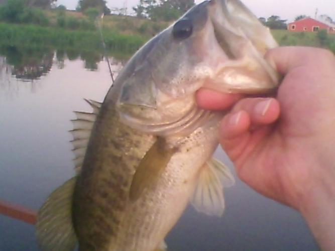Braggin' Board Photo: Pond Bass