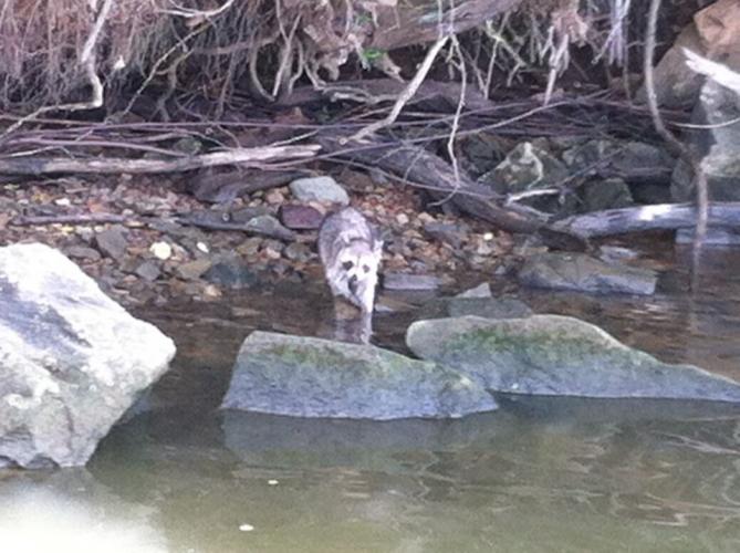 Braggin' Board Photo: Racoon on Cheatham Lake