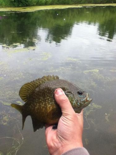 Braggin' Board Photo: Panfishing