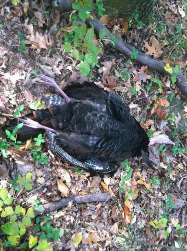 Braggin' Board Photo: Turkey Bowhunting Picture 001