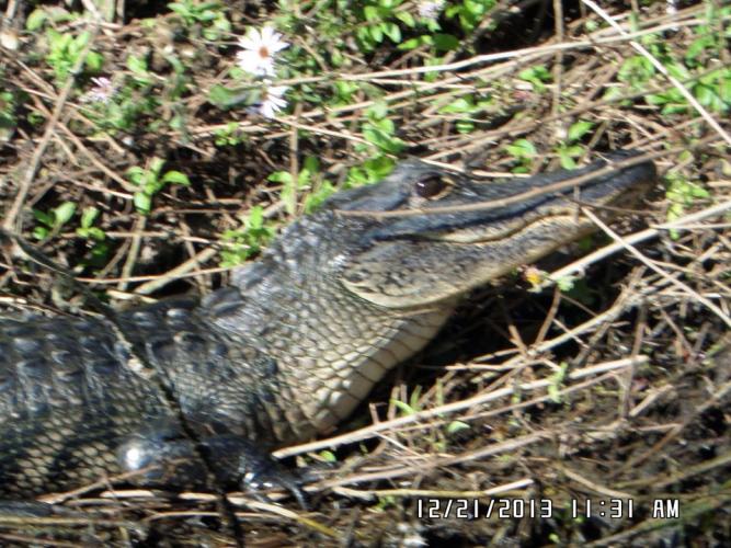 Braggin' Board Photo: Good Morning PBK - alligator