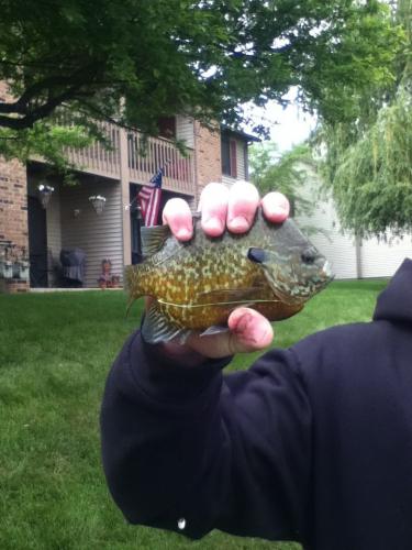 Braggin' Board Photo: Sunfish
