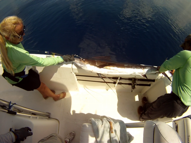 Braggin' Board Photo: SAILFISH