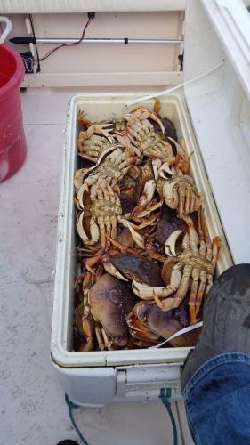 Braggin' Board Photo: 52 Dungeness Crabs