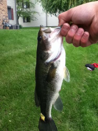 Braggin' Board Photo: Smallmouth