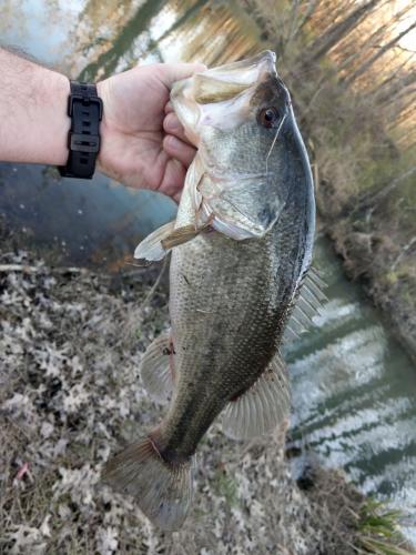 Braggin' Board Photo: Nice Bass