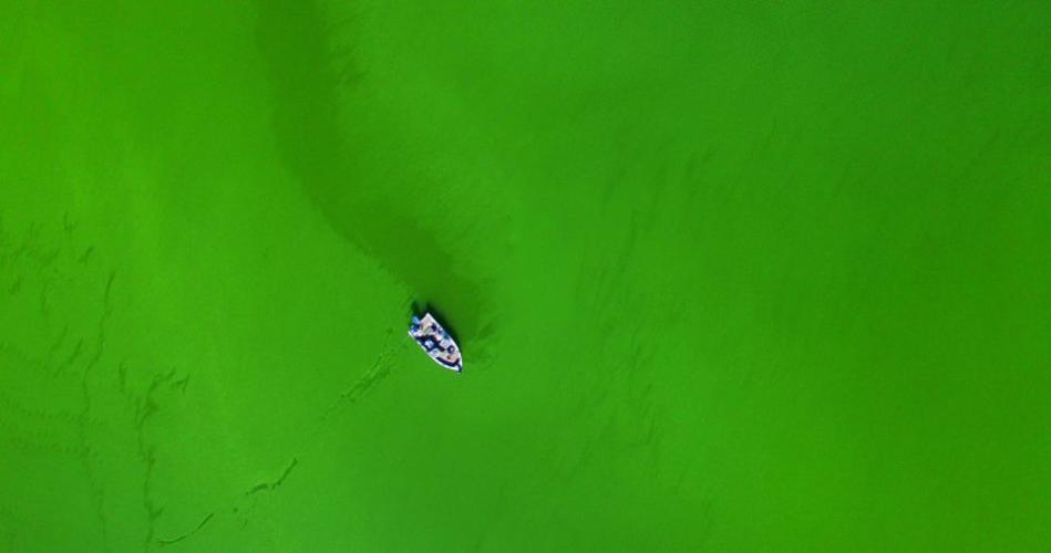 Braggin' Board Photo: San Luis Algae Bloom   Oct 2015