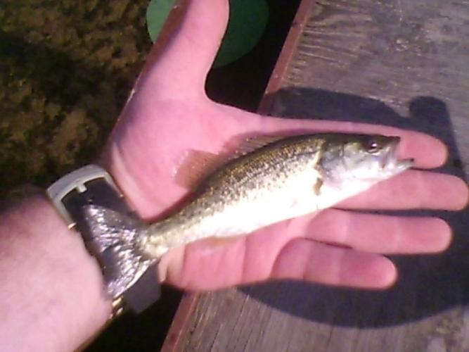 Braggin' Board Photo: Baby Bass