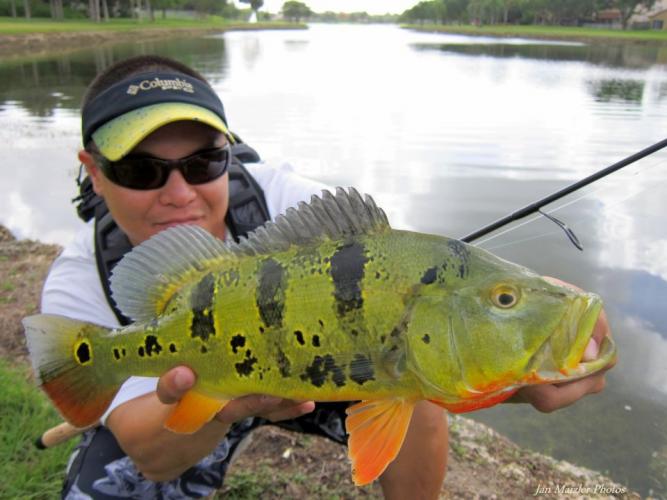 Braggin' Board Photo: Peacock Bass 1