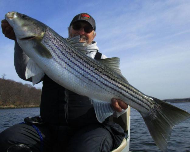 Braggin' Board Photo: Big Striper Bass