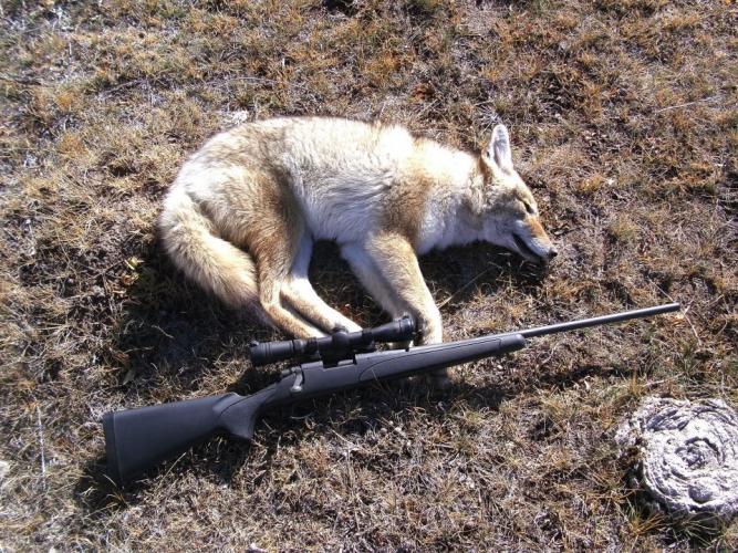 Braggin' Board Photo: Coyote hunt