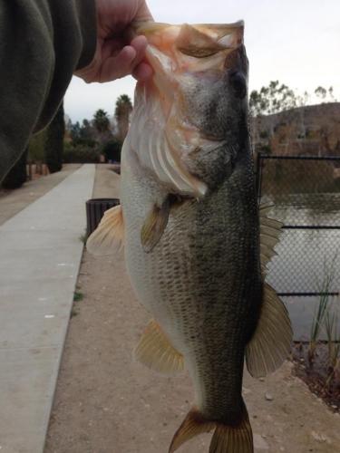 Braggin' Board Photo: bass 5