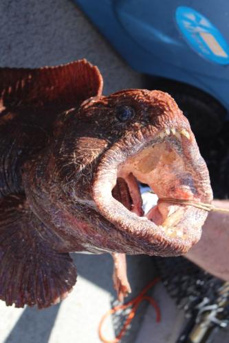 Braggin' Board Photo: Wolf EEL