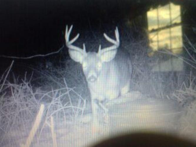 Braggin' Board Photo: Deer Cam 2014