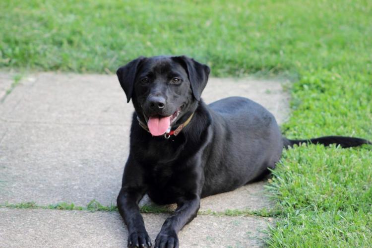 Braggin' Board Photo: Best hunting buddy - Sadie