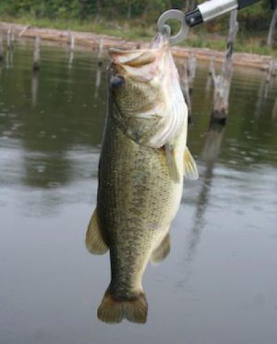 Braggin' Board Photo: Good Catch - Bass