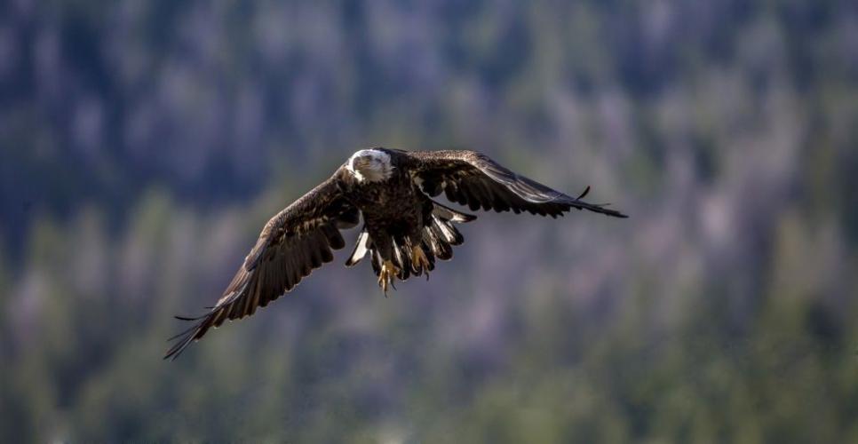 Braggin' Board Photo: eagle near jackson WY A2V6716b