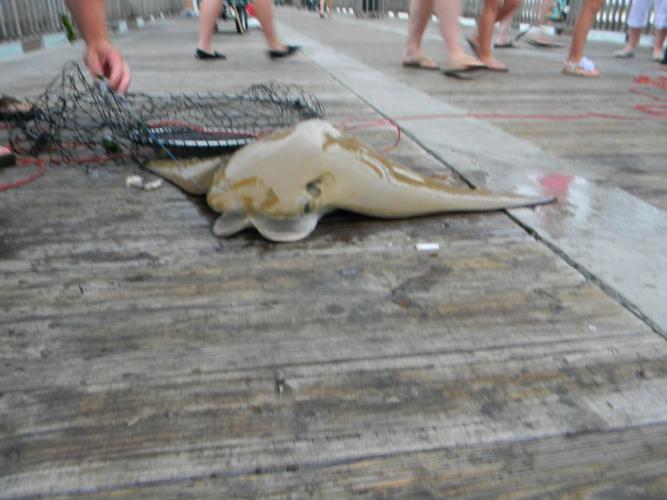 Braggin' Board Photo: Stingray DSCN0625